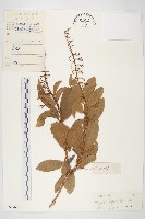 多花丁公藤藏品圖，第1張