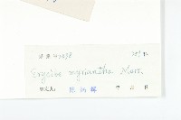 多花丁公藤藏品圖，第3張