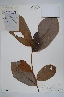 紫玉盤藏品圖，第1張