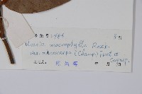 紫玉盤藏品圖，第2張