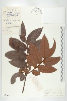 毛柿藏品圖，第1張