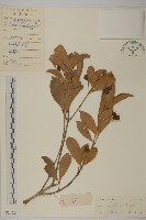 流蘇衛矛、越南衛矛藏品圖，第1張