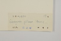 流蘇衛矛、越南衛矛藏品圖，第3張