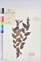 毛果算盤子藏品圖，第1張