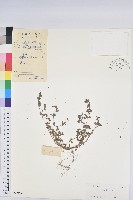 千根草藏品圖，第1張