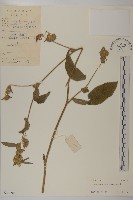 白花地膽草藏品圖，第1張