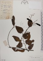 菊花木藏品圖，第1張