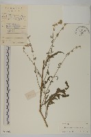 無梗艾納香藏品圖，第1張