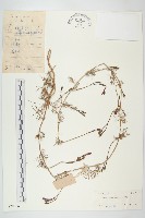 蔦蘿藏品圖，第1張