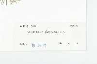 蔦蘿藏品圖，第3張