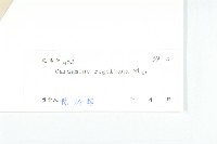 圓齒碎米薺藏品圖，第3張