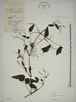 威靈仙藏品圖，第1張