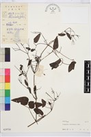 威靈仙藏品圖，第2張