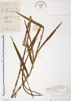 葦草蘭、鳥仔花、竹葉蘭藏品圖，第1張