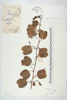 登錄號:S029715藏品圖，第1張