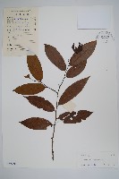 假鷹爪藏品圖，第1張