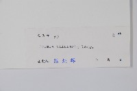 假鷹爪藏品圖，第2張