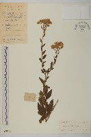 山白蘭藏品圖，第1張