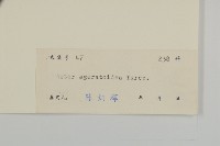 山白蘭藏品圖，第3張