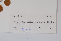 銅錘玉帶草藏品圖，第2張