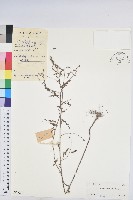 葉下珠、珠仔草藏品圖，第1張