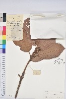 紫玉盤柯藏品圖，第1張