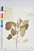 白背葉藏品圖，第1張