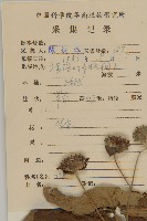 燈豎朽藏品圖，第2張