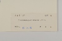 燈豎朽藏品圖，第3張