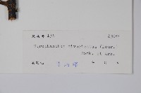 羊角扭藏品圖，第2張