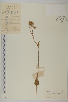 霍香薊藏品圖，第1張