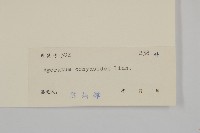 霍香薊藏品圖，第3張