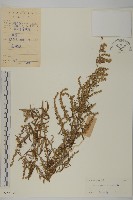 艾、五月艾藏品圖，第1張