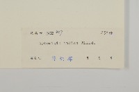 艾、五月艾藏品圖，第3張