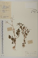 魚眼菊藏品圖，第1張