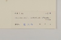 魚眼菊藏品圖，第3張