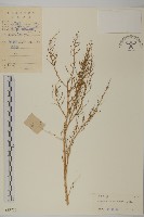 臭杏、土荊芥藏品圖，第1張