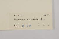 臭杏、土荊芥藏品圖，第3張