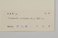 荷蓮豆藏品圖，第3張