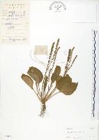 車前草藏品圖，第1張