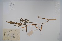 柳葉白前藏品圖，第1張