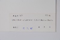 柳葉白前藏品圖，第2張