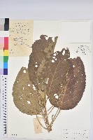 白桐樹藏品圖，第1張