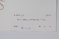 華九頭獅子草藏品圖，第2張
