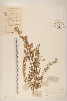 鼠麴草藏品圖，第1張