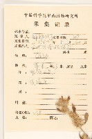 鼠麴草藏品圖，第2張