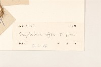 鼠麴草藏品圖，第3張