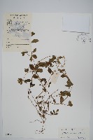 假川牛膝藏品圖，第1張