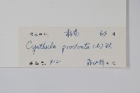 假川牛膝藏品圖，第2張