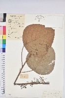 中平樹藏品圖，第1張